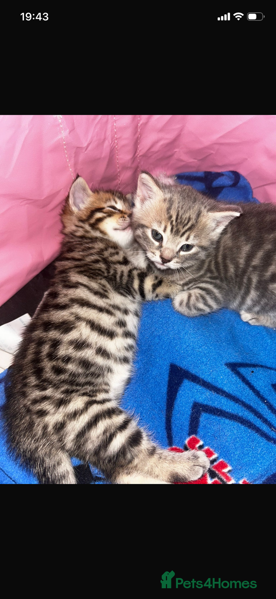 Savannah cats for sale: F4-F5+Savannah Kittens - Advert 7