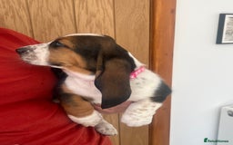 Basset Hound dogs for sale: Wonderful basset hound puppies available  - Image 7