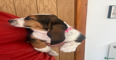 Basset Hound dogs - Advert 12