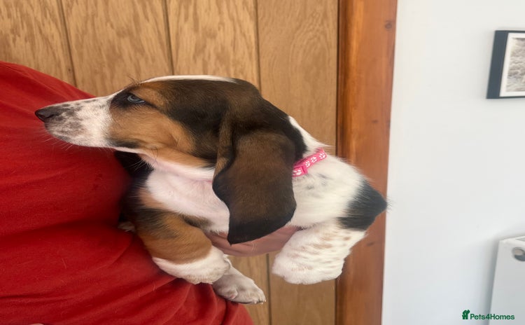 Basset Hound dogs - Advert 2