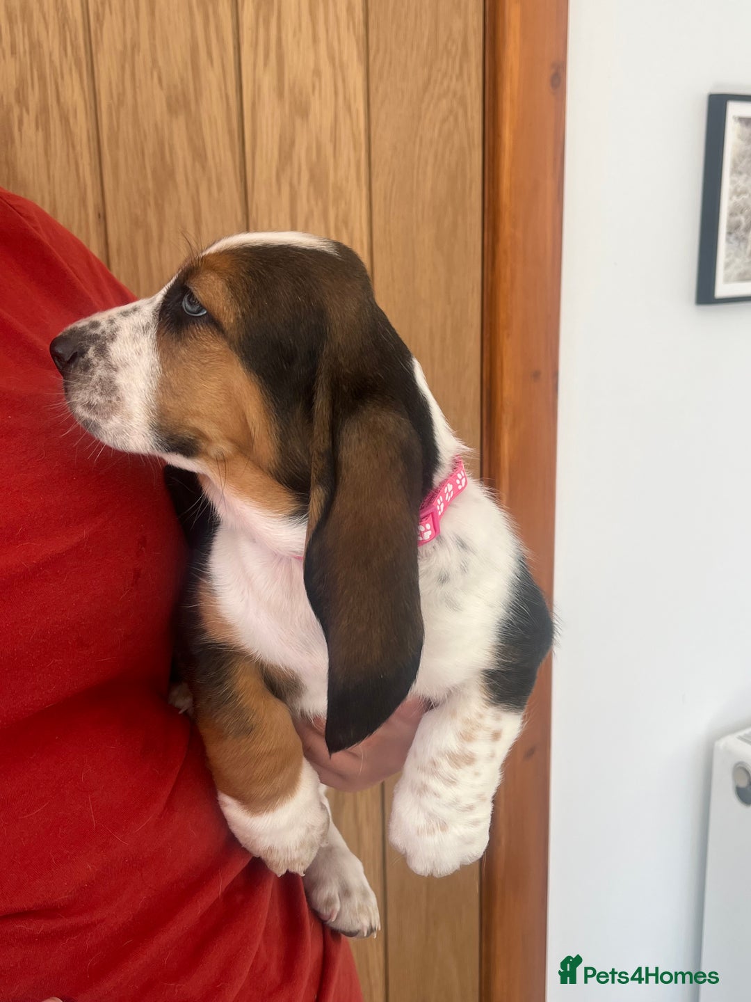 Basset Hound dogs for sale: Wonderful basset hound puppies available  - Image 7