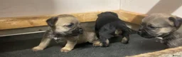 Border Terrier dogs for sale: Border terrier pups  - Advert 8
