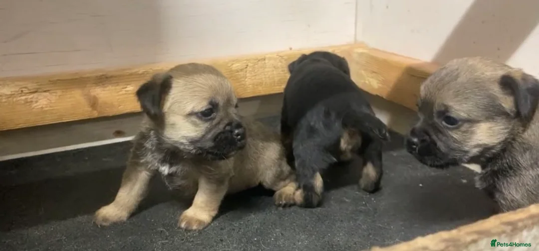 Border Terrier dogs for sale: Border terrier pups  - Advert 8