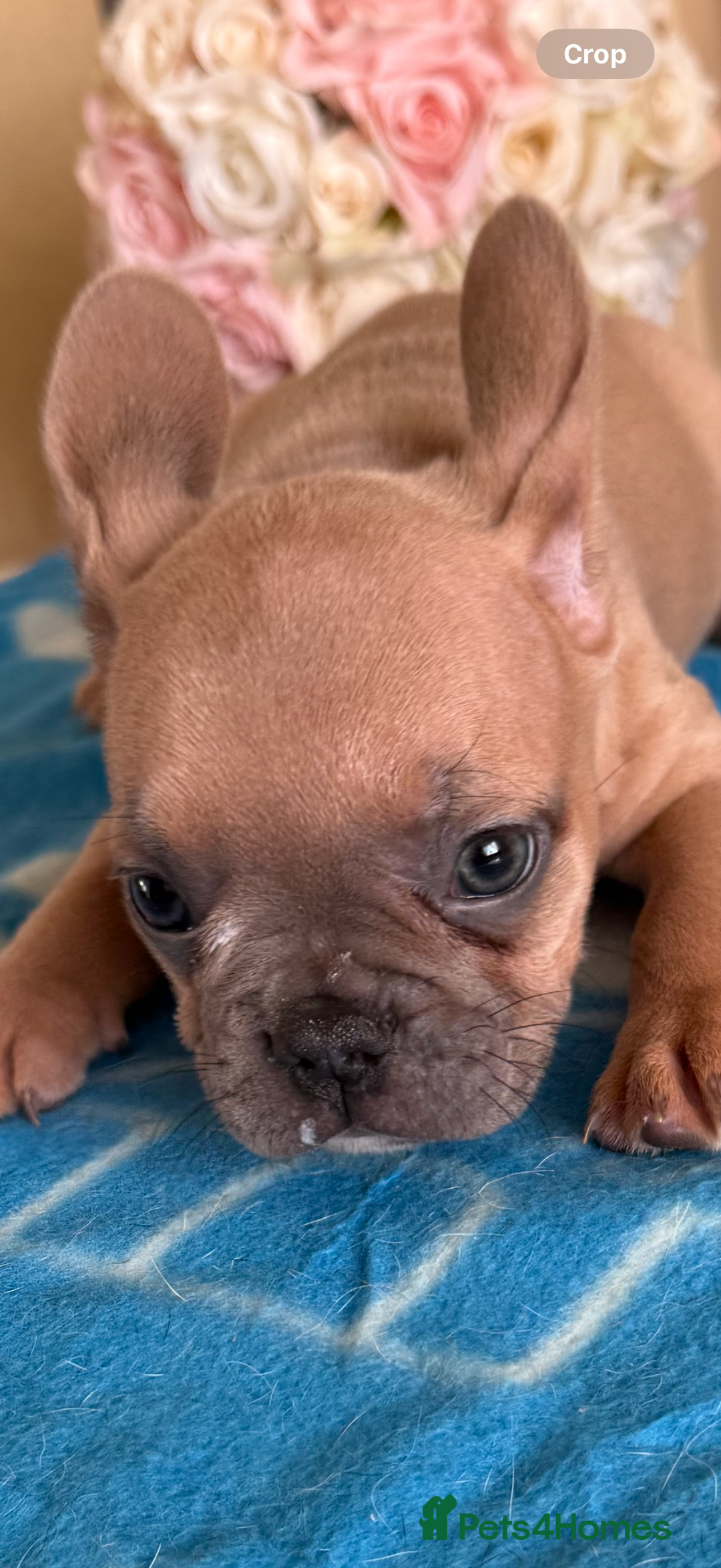 French Bulldog dogs for sale: French Bulldog Puppies 3 Male 4 Female  - Image 7