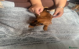 Mixed Breed dogs for sale: Chihuahua puppies £300 - Image 14