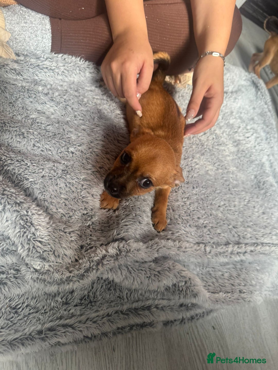 Mixed Breed dogs for sale: Chihuahua puppies £300 - Image 14