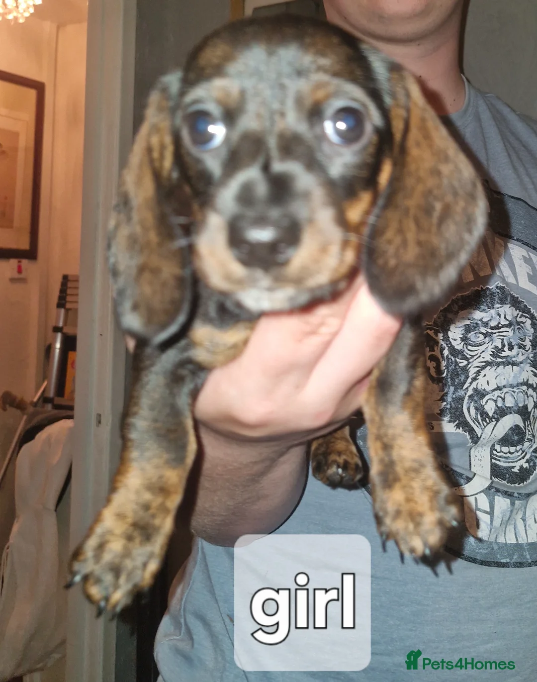 Dachshund dogs for sale: Miniature dachshunds  - Advert 2