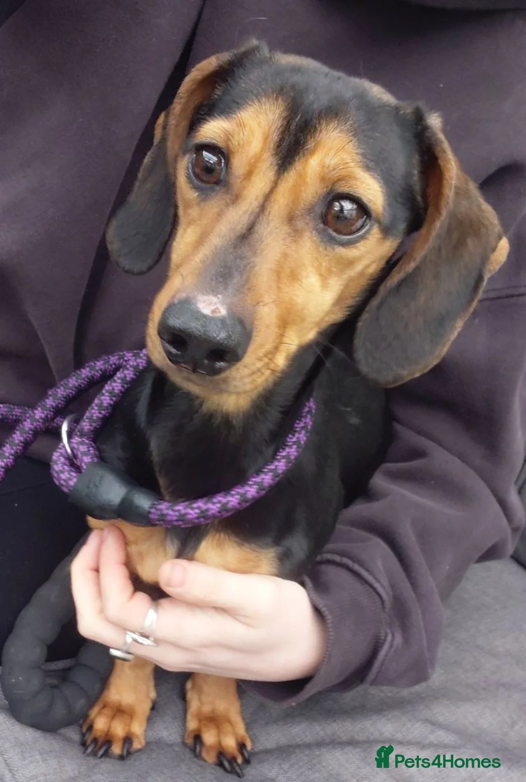 Dachshund dogs for sale: Dachshund - Advert 1