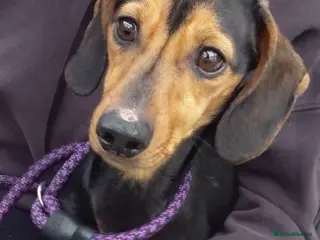 Dachshund dogs Dachshund - Advert 2