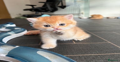 British Shorthair cats - Advert 2