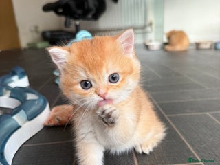 British Shorthair cats - Advert 1