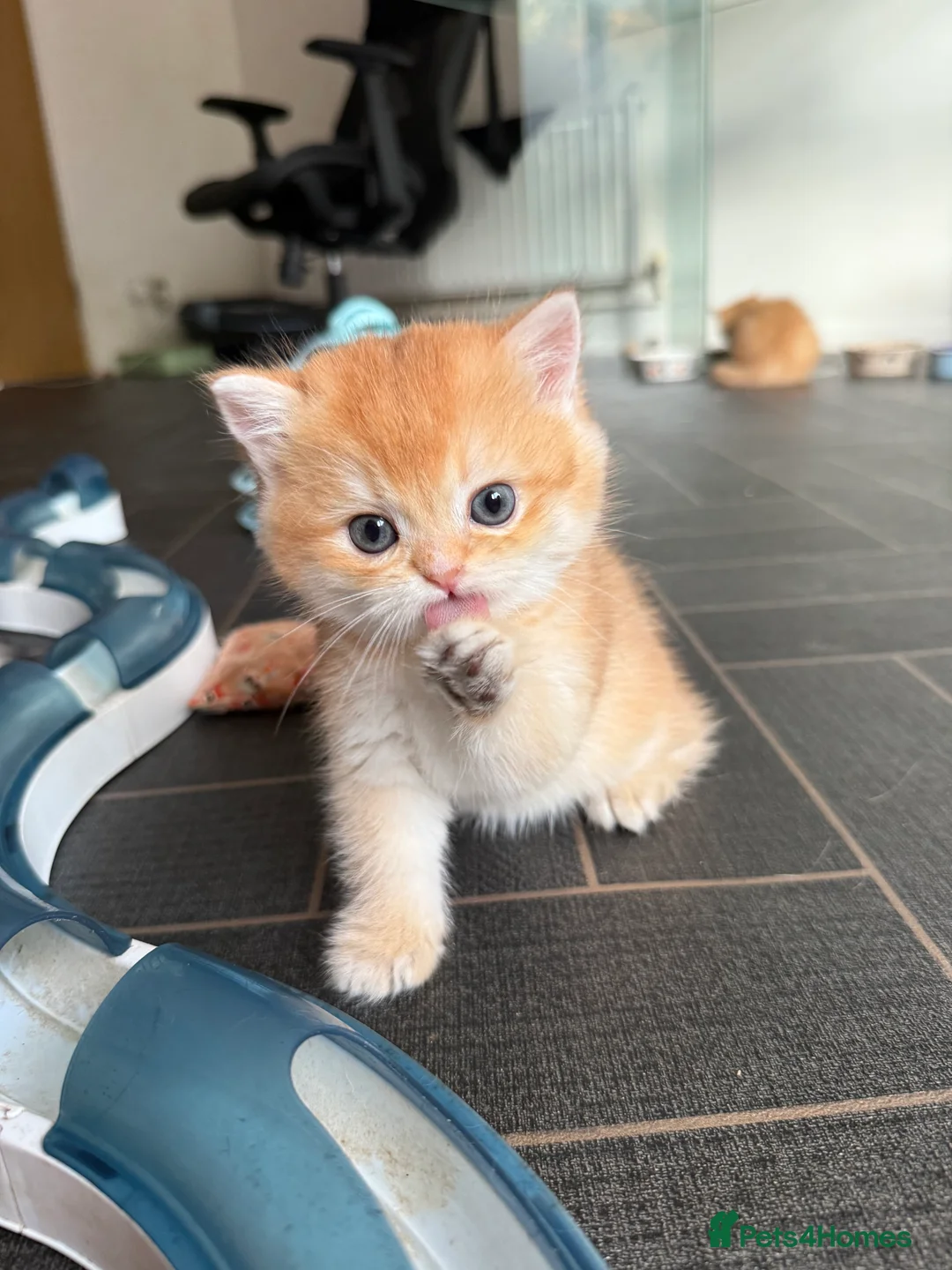 British Shorthair cats for sale: GCCF reg BSH and BLH Chocolate Golden Kittens - Advert 5