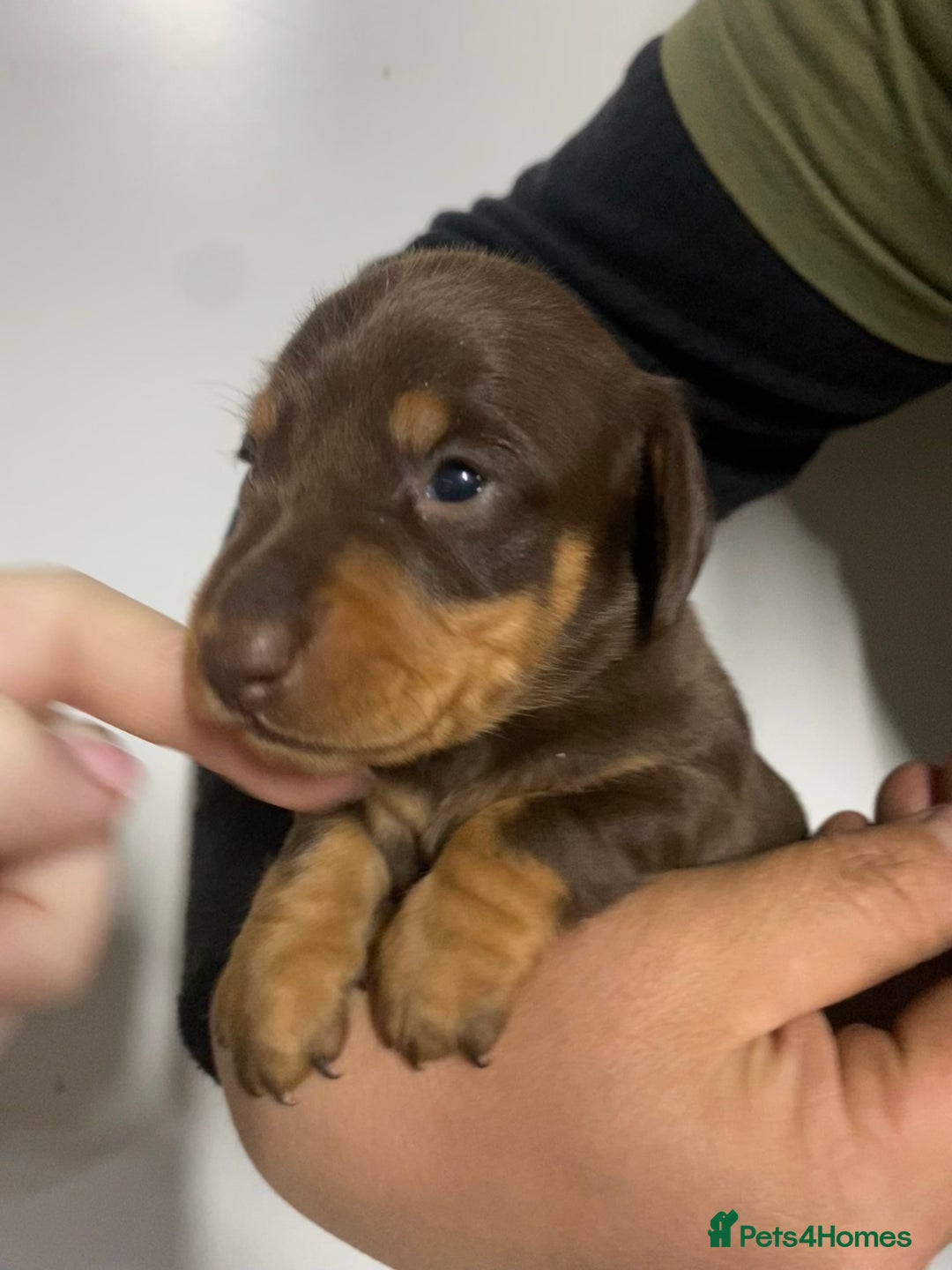 Miniature Dachshund dogs for sale: Miniature Dachshund puppies  - Advert 5