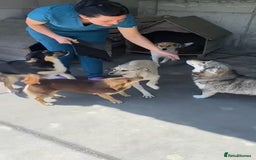 Mixed Breed dogs for adoption: Myrtle, 2-3 years old. Reserved stc. in Brixham - Image 11