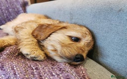 Cockapoo dogs for sale: COCKAPOO PUPPIES FOR SALE ready now  - Image 16