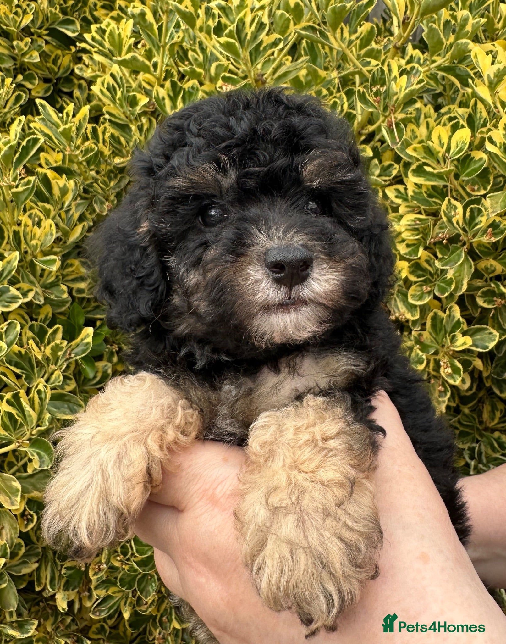 Toy Poodle dogs Adorable Kennel Club Reg toy poodle girl puppies - Advert 1