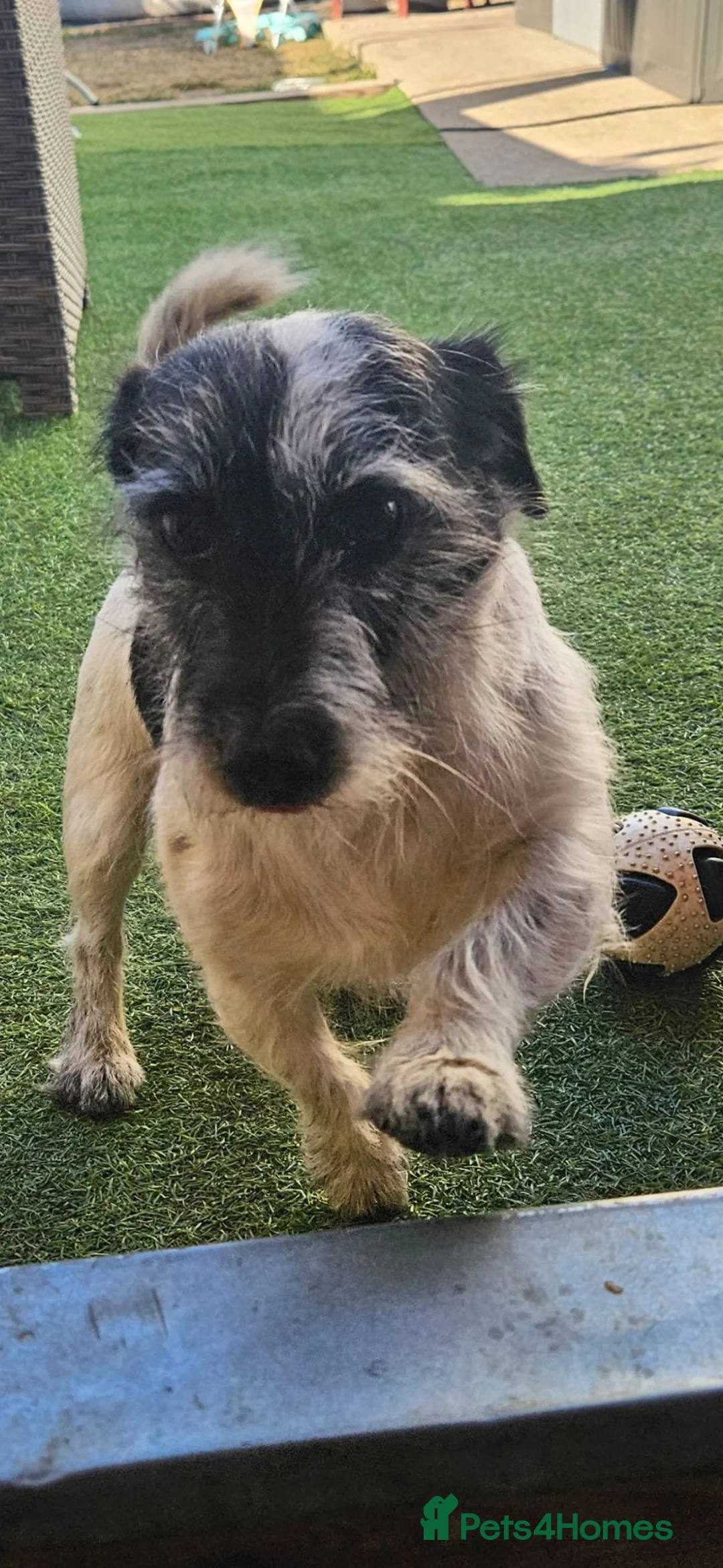 Jack Russell dogs for sale: Pure jackrussell puppies  - Advert 7