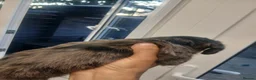 Dachshund dogs for sale: Dutch hound puppies  - Advert 11