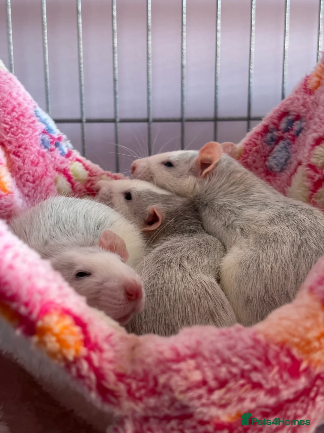 Rat rodents for sale: 3 female dumbo rats - Advert 3
