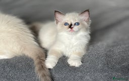 Ragdoll cats for sale: Attention please🥳TICA & Rare - Image 35