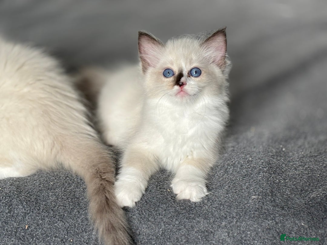 Ragdoll cats for sale: Attention please🥳TICA & Rare - Image 35