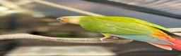 Conures birds for sale: Hand reared conures  - Advert 3
