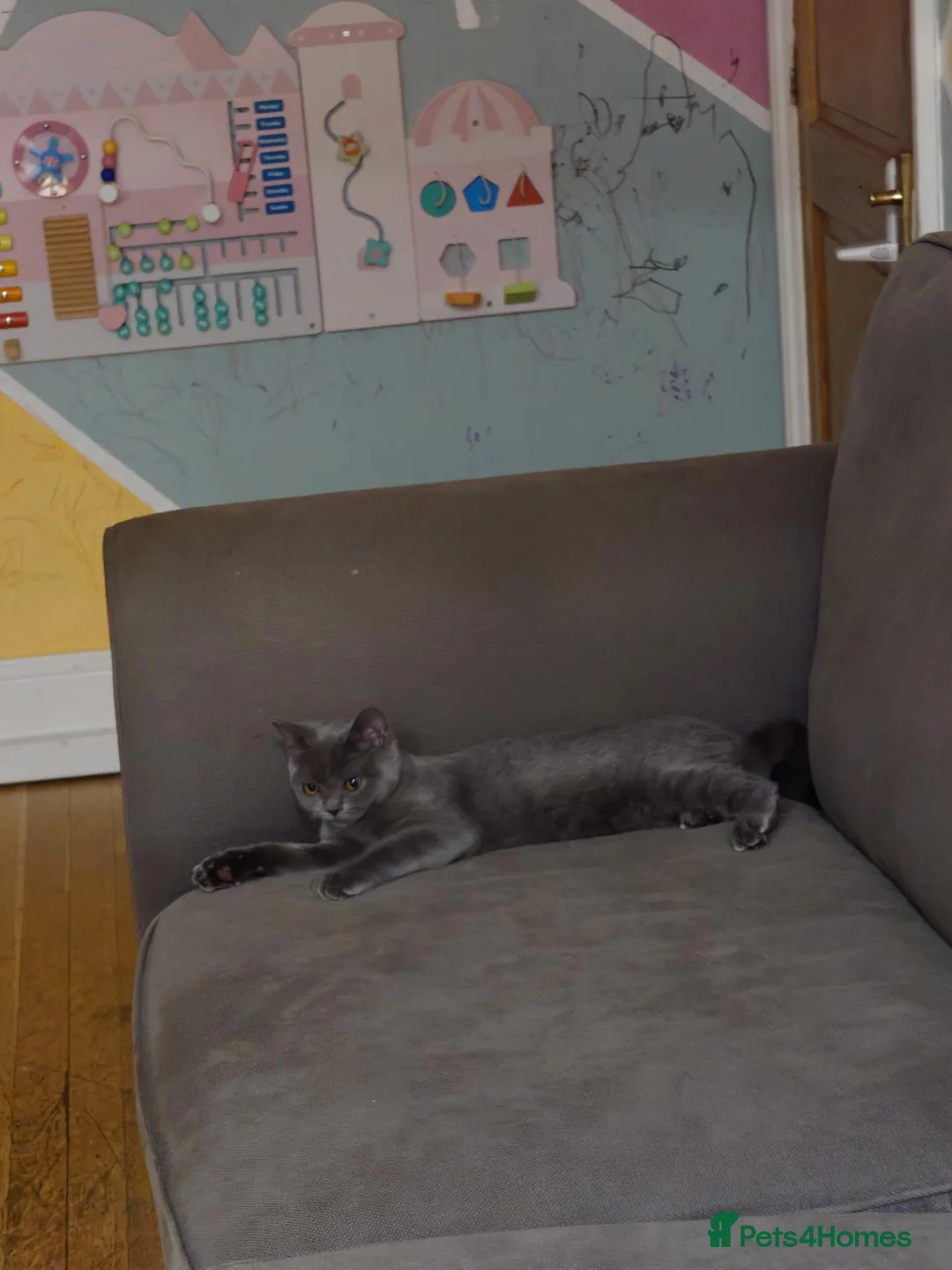 Scottish Fold cats for sale: Beautiful Scottish straight  - Advert 1
