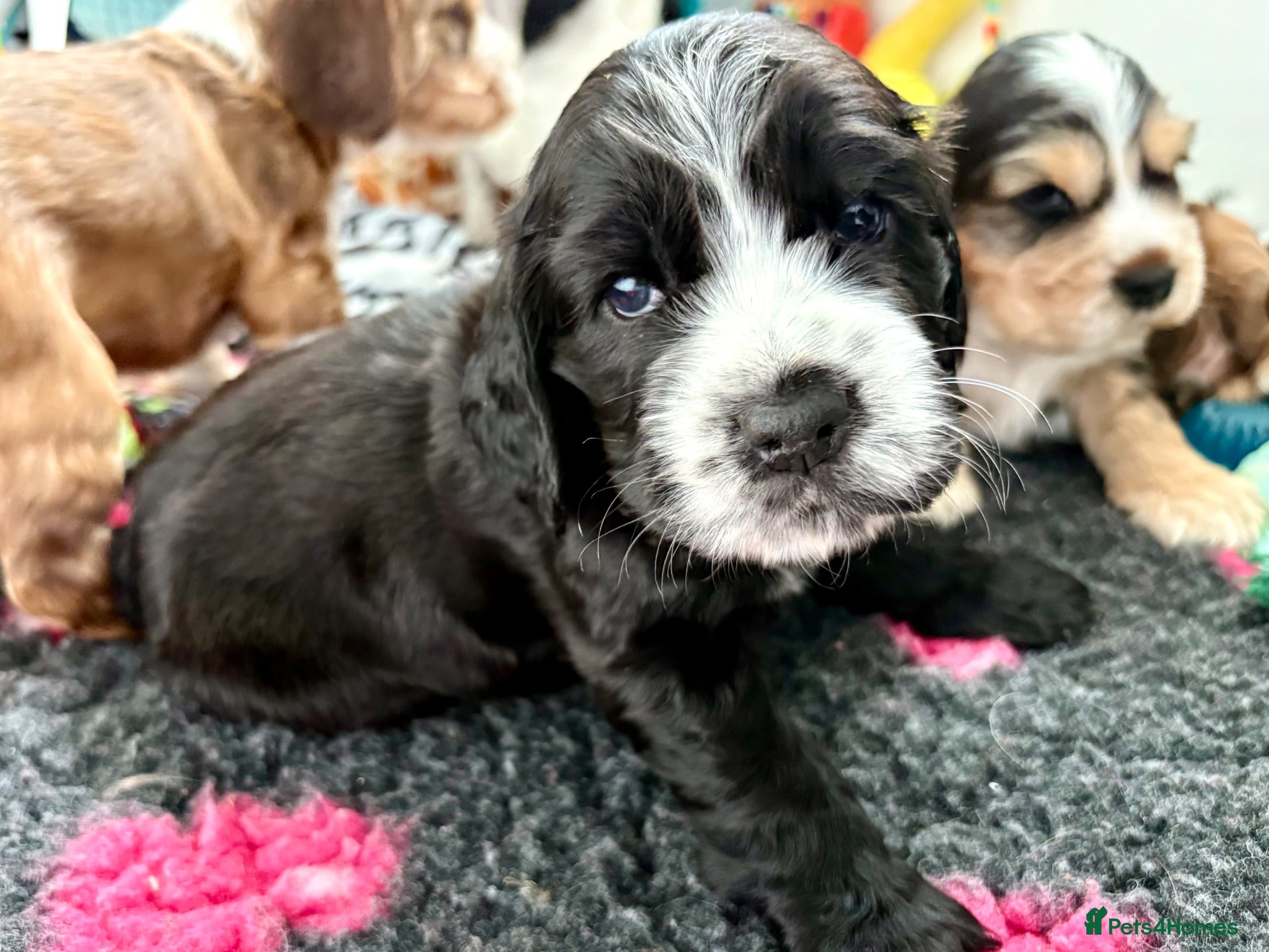 Cocker Spaniel dogs for sale: ✅RKC Reg✅DNA Tested✅Low COI✅Home Reared✅A* Reviews - Advert 1
