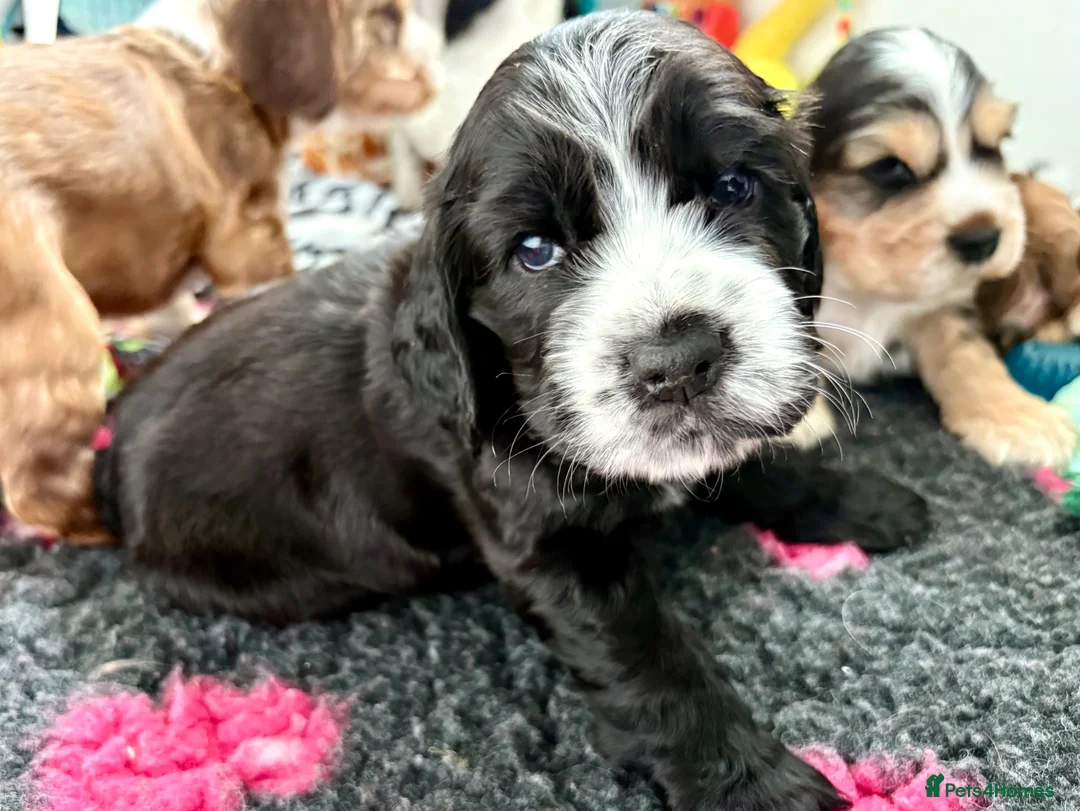 Cocker Spaniel dogs for sale: ✅RKC Reg✅DNA Tested✅Low COI✅Home Reared✅A* Reviews in Fareham - Advert 1