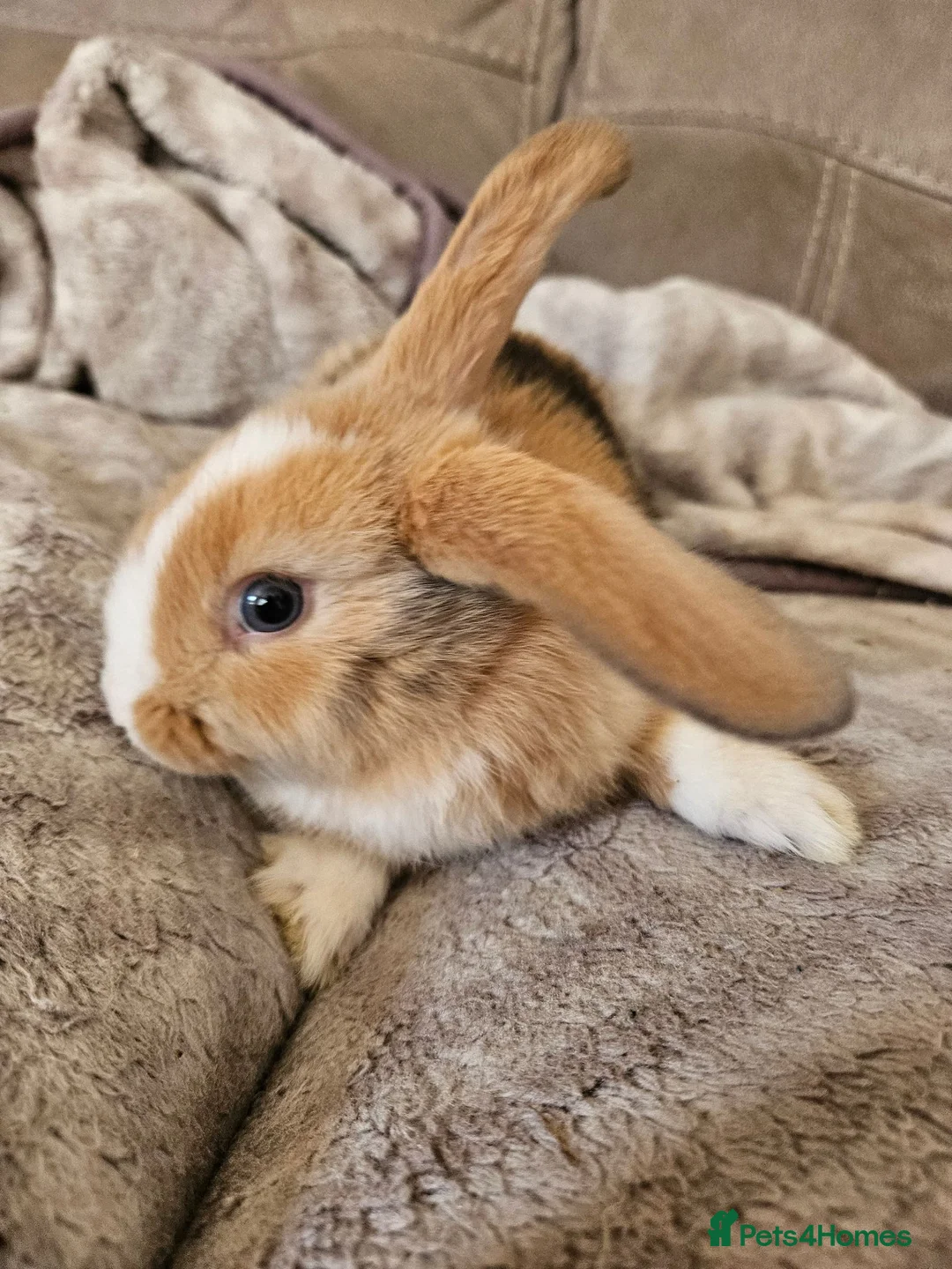 Mini Lop rabbits for sale: Baby minilop doe  - Advert 2