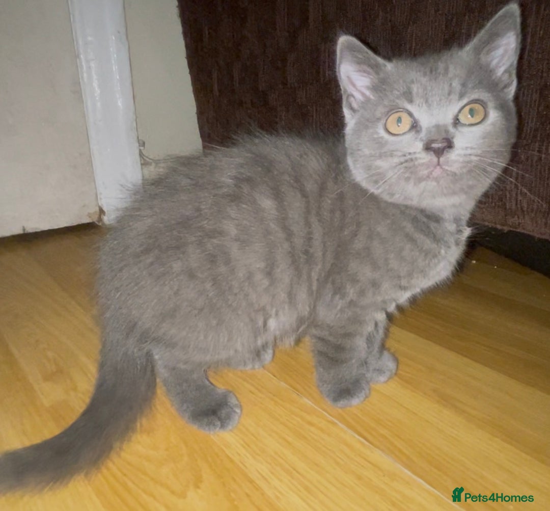 British Shorthair cats for sale: British Shorthair Kittens Ready for Loving Homes - Advert 4