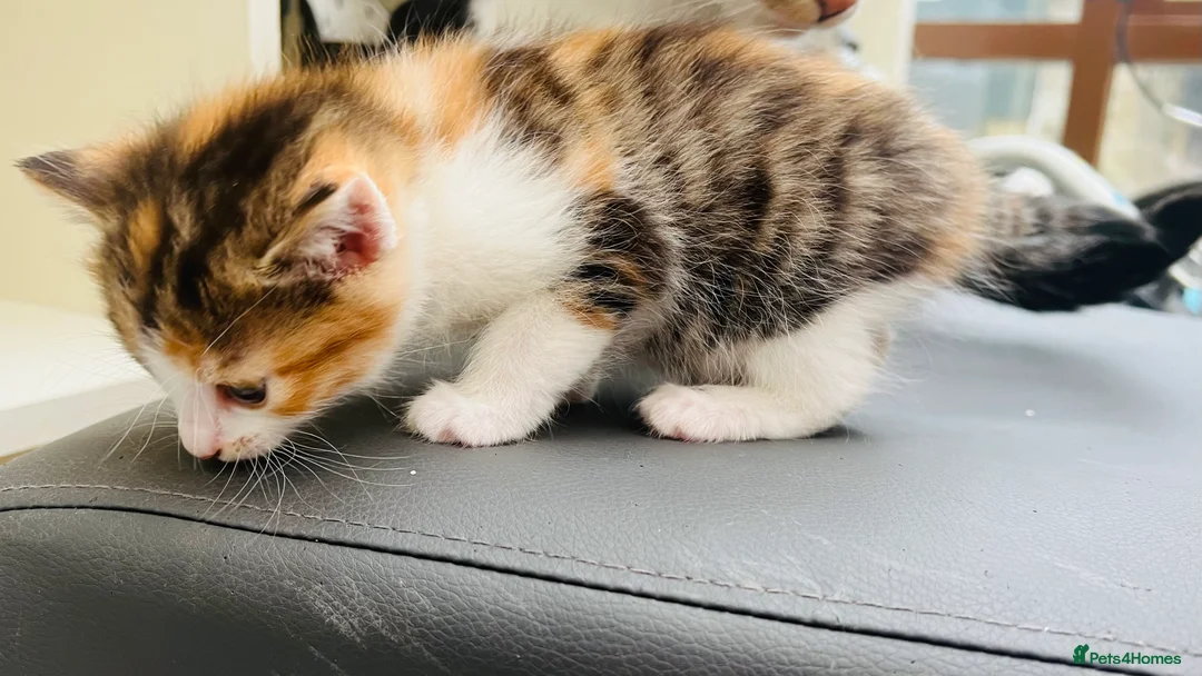 Mixed Breed cats for sale: Spoiled kittens  - Advert 8