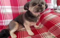 Lhasa Apso dogs for sale: Lhasa Apso 4 year old Bitch - Image 1