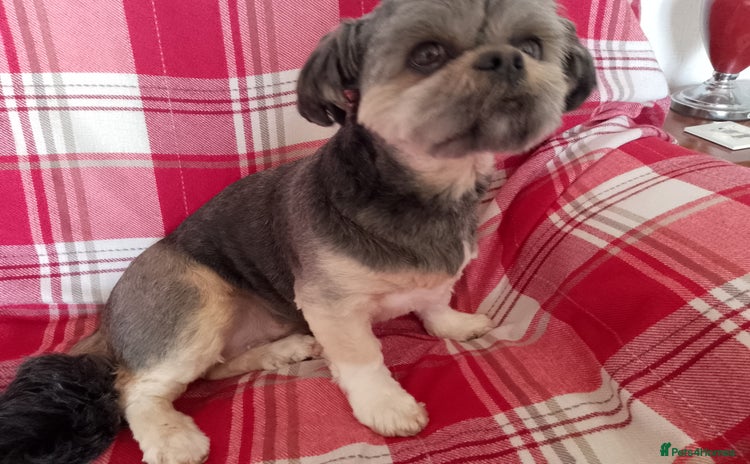 Lhasa Apso dogs - Advert 1