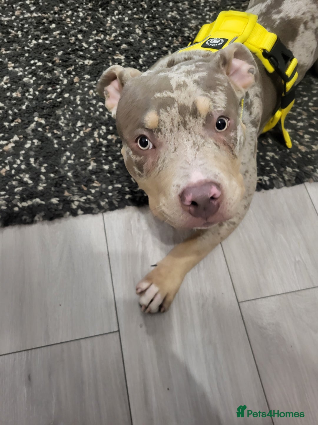 American Bully dogs for sale: Grand Champion bloodline American Bully (not xl).  - Advert 5