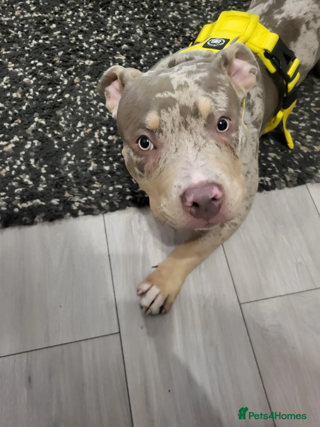 American Bully dogs for sale: Grand Champion bloodline American Bully (not xl).  - Advert 5