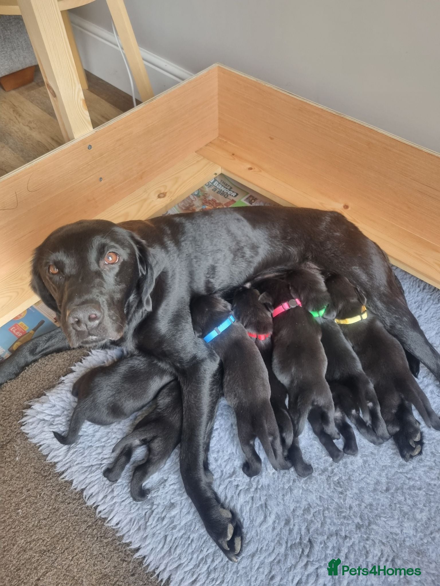 Labrador Retriever dogs Beautiful litter of 8 Black Labrador puppies  - Advert 5
