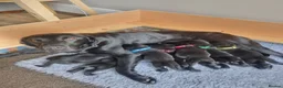 Labrador Retriever dogs for sale: Beautiful litter of 8 Black Labrador puppies  - Advert 1