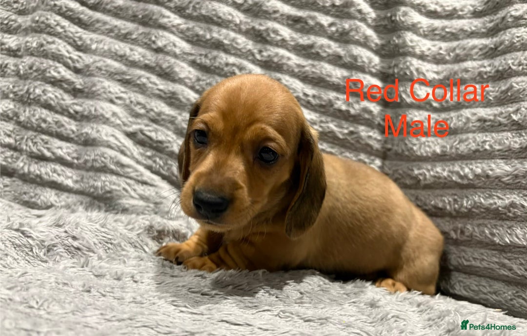 Miniature Dachshund dogs for sale: Miniature Dachshund Puppies💕 - Advert 13