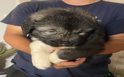 Caucasian Shepherd Dog dogs for sale: Beautiful puppies from huge parents  - Image 9