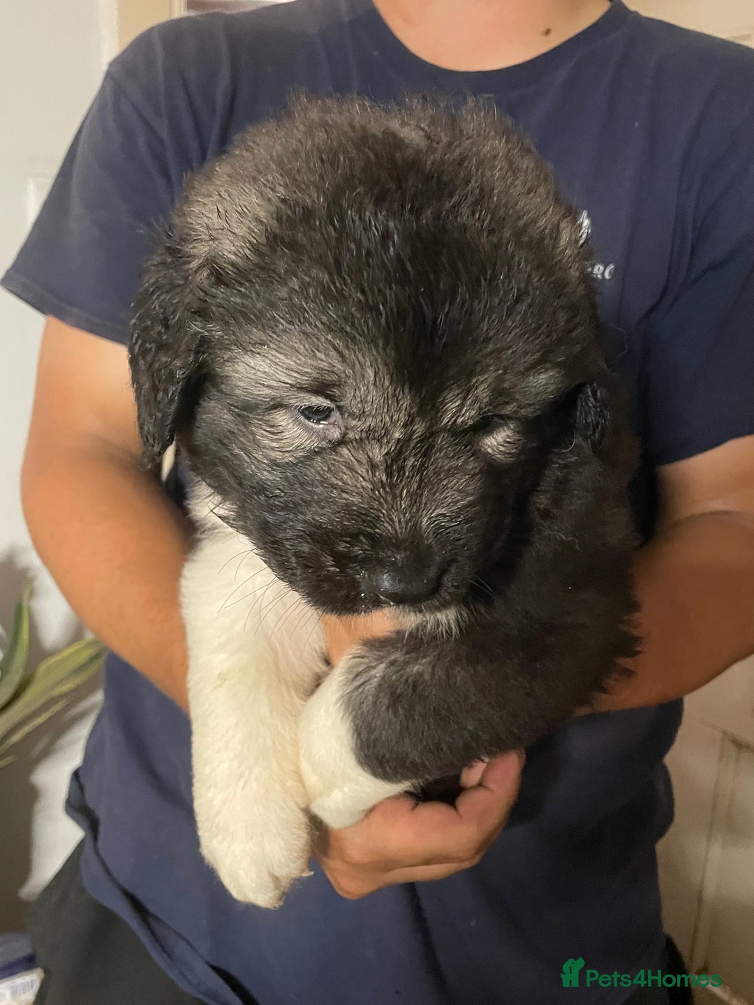 Caucasian Shepherd Dog dogs for sale: Beautiful puppies from huge parents  - Image 9