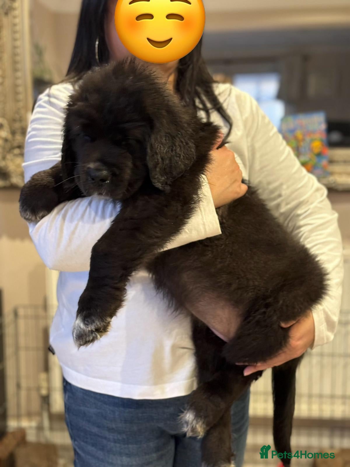 Mixed Breed dogs Tibetan Saints Puppies - Second Generation  - Advert 14