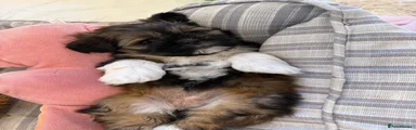 Lhasa Apso 3