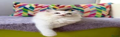 Blue lynx bicolour girl