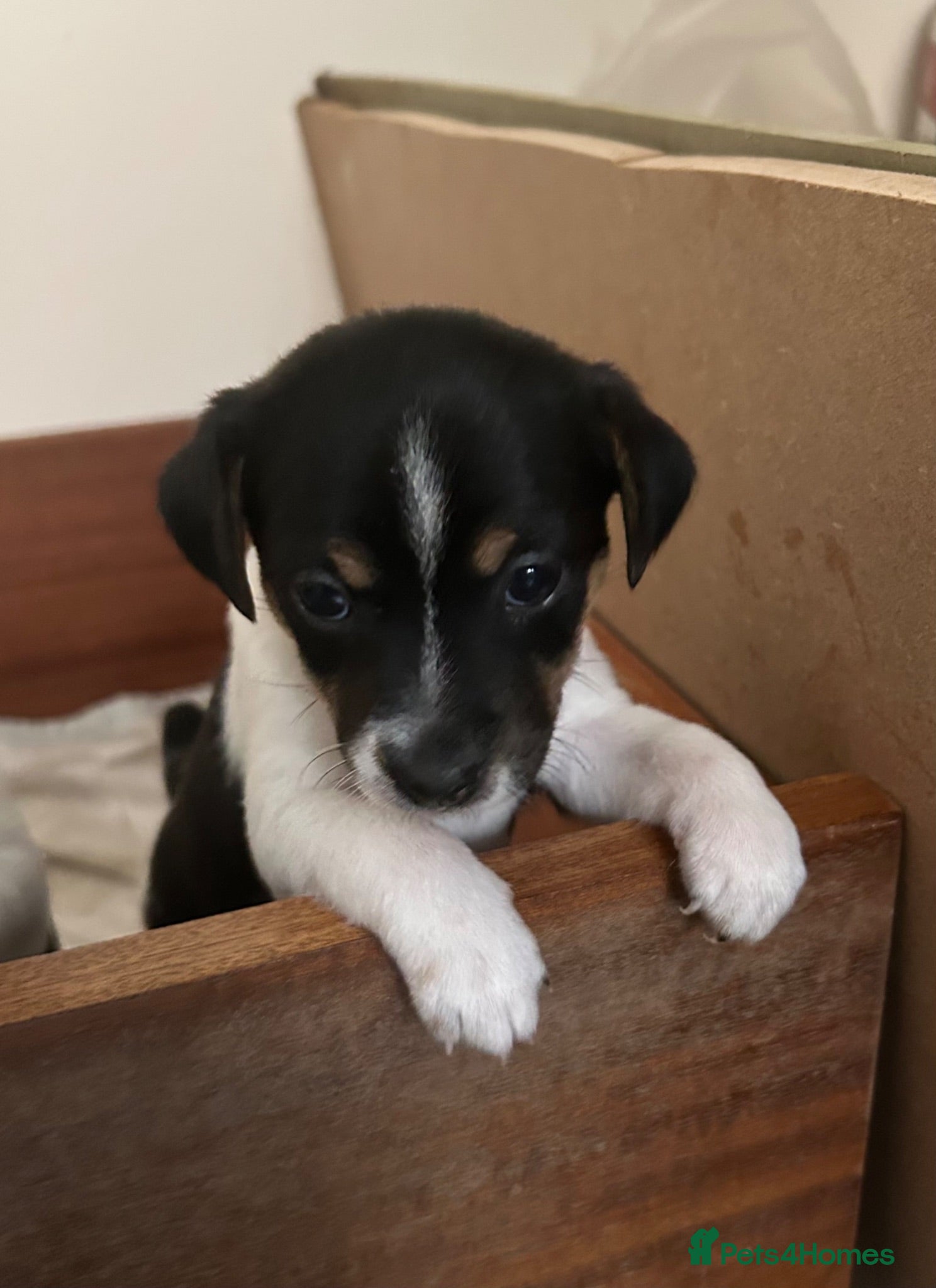 Jack Russell dogs Jack Russell puppies  - Advert 1