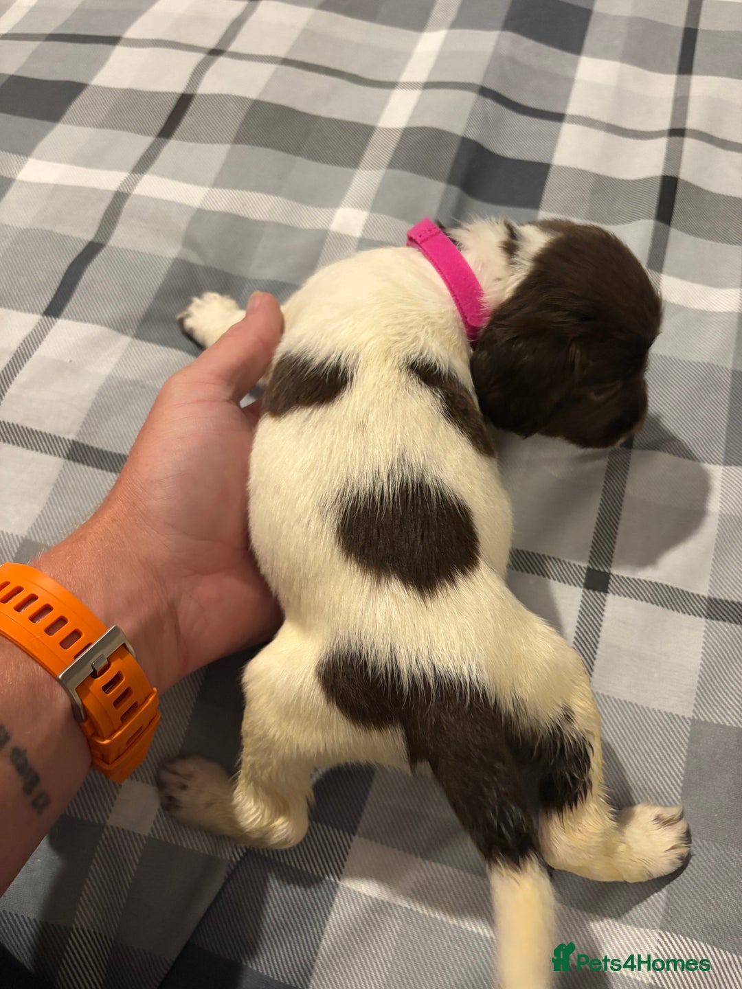 English Springer Spaniel dogs for sale: KC Registered English Springer Spaniel Puppies - Image 10