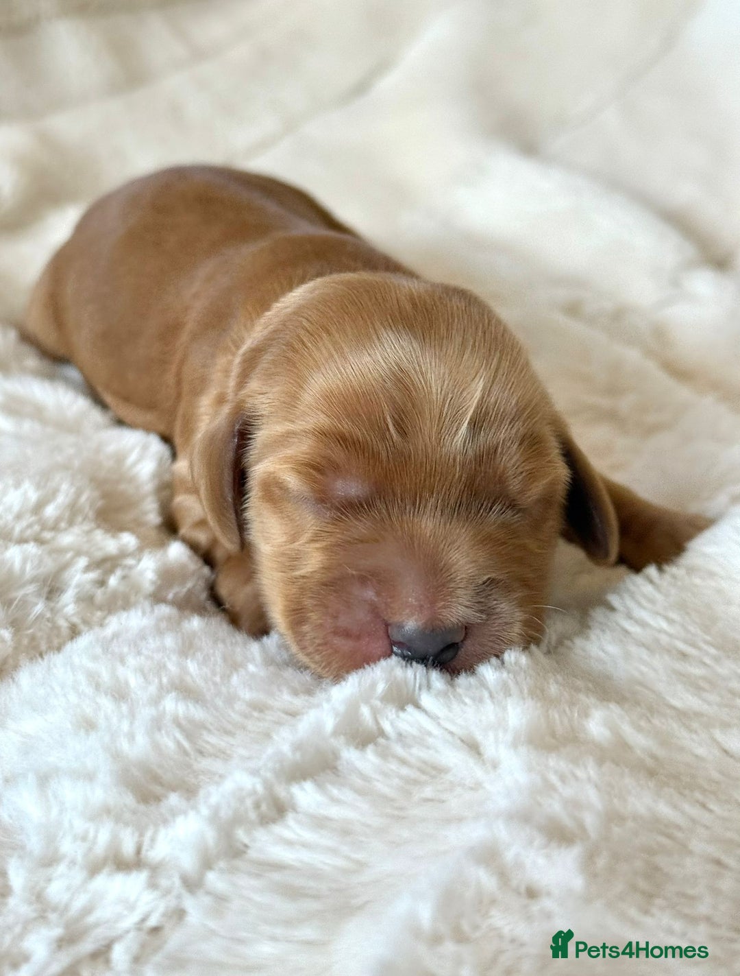 Cocker Spaniel dogs for sale: KC Reg Fully Health Tested Showline Cocker Spaniel - Image 35