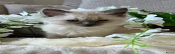 Ragdoll cats for sale: Female Ragdoll kitten - Advert 3