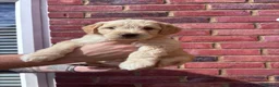 Mixed Breed dogs for sale: Last 2! Gorgeous Ultimate Doodles - Advert 22
