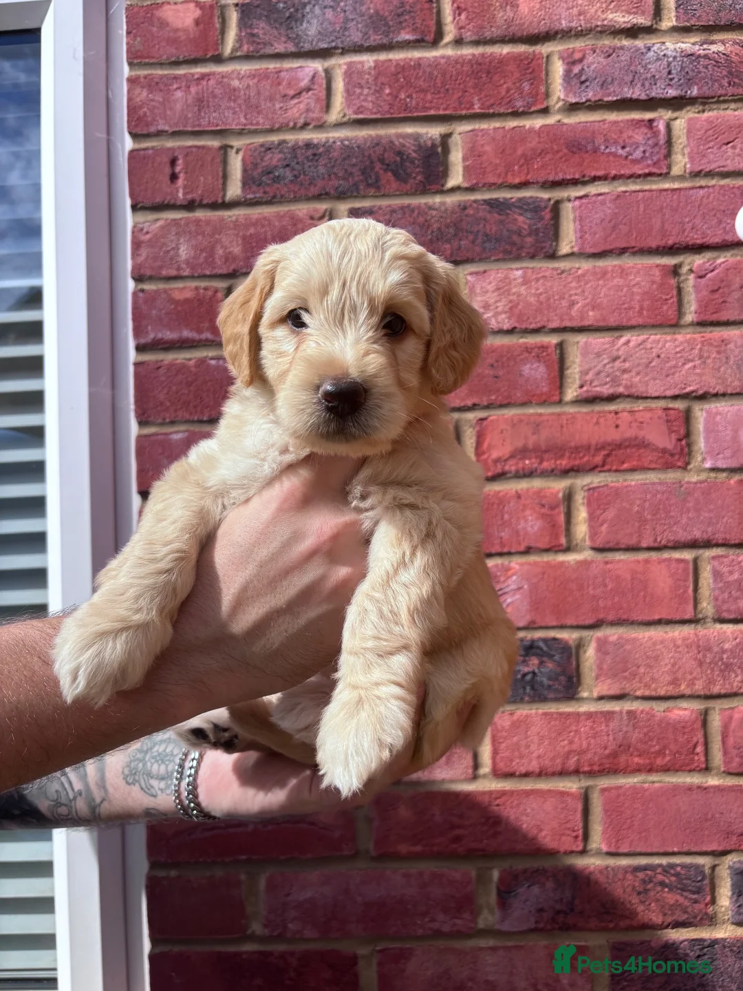 Mixed Breed dogs for sale: Gorgeous Ultimate Doodles - Advert 2